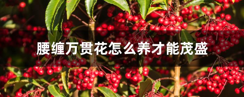 腰缠万贯花怎么养才能茂盛 腰缠万贯花怎么养才能茂盛