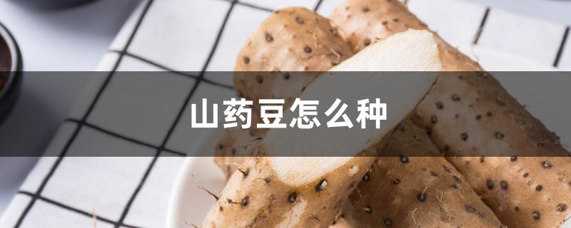 山药豆怎么种 山药豆怎么种