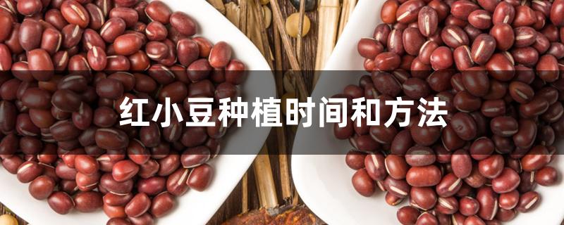 红小豆种植时间和方法 红小豆种植时间和方法