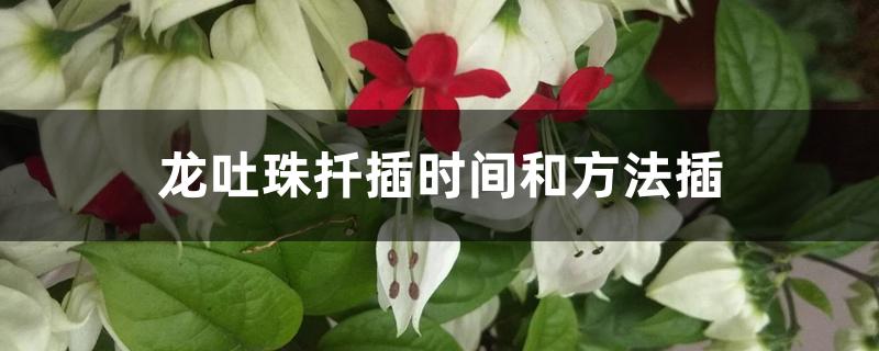 龙吐珠扦插时间和方法 龙吐珠扦插时间和方法