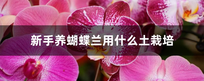 新手养蝴蝶兰用什么土栽培 新手养蝴蝶兰用什么土栽培
