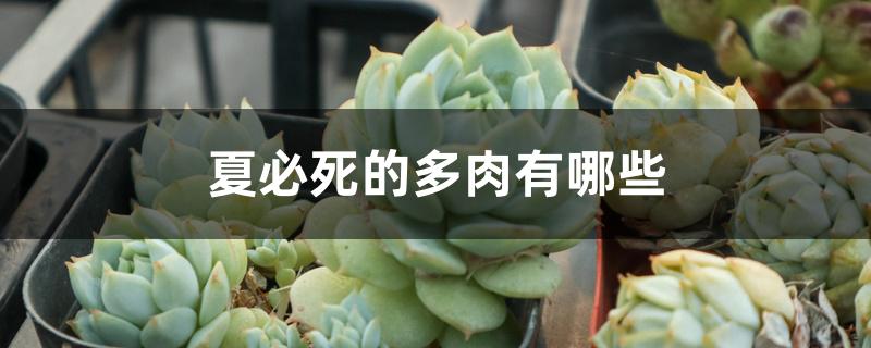 夏必死的多肉有哪些 夏必死的多肉有哪些