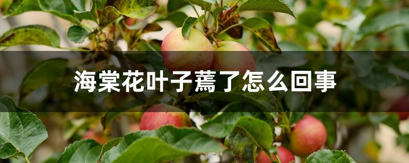 海棠花叶子蔫了怎么回事 海棠花叶子蔫了怎么回事