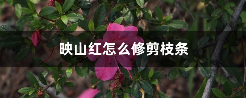 映山红怎么修剪枝条 映山红怎么修剪枝条