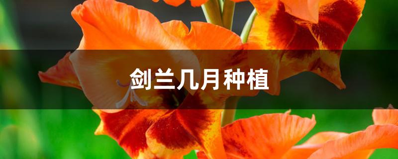 剑兰几月种植 剑兰几月种植