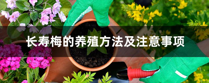 长寿梅的养殖方法及注意事项 长寿梅的养殖方法及注意事项