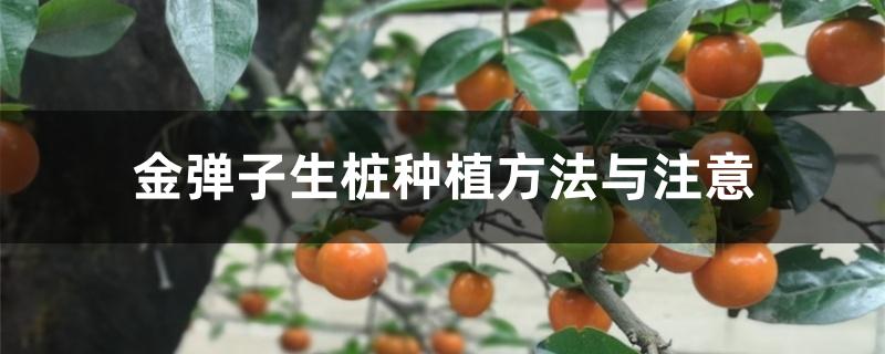 金弹子生桩种植方法与注意 金弹子生桩种植方法与注意
