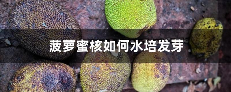 菠萝蜜核如何水培发芽 菠萝蜜核如何水培发芽