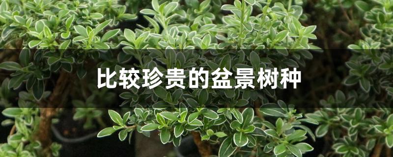 比较珍贵的盆景树种 比较珍贵的盆景树种