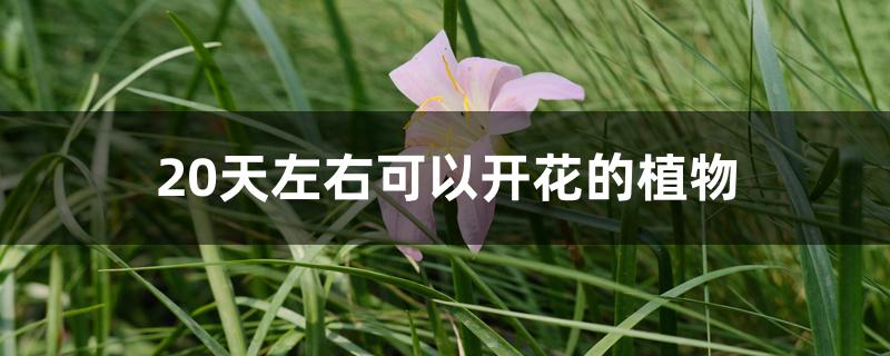 20天左右可以开花的植物