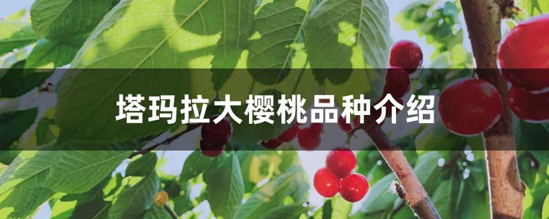塔玛拉大樱桃品种介绍 塔玛拉大樱桃品种介绍