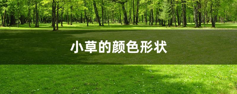 小草的颜色形状 小草的颜色形状