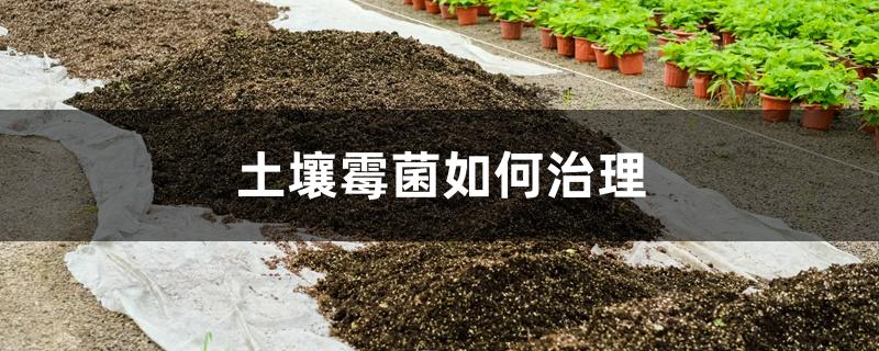土壤霉菌如何治理 土壤霉菌如何治理