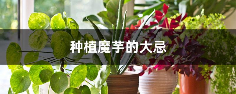 种植魔芋的大忌