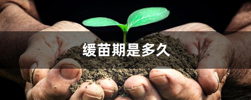 缓苗期是多久 缓苗期是多久