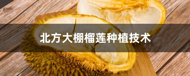 北方大棚榴莲种植技术 北方大棚榴莲种植技术