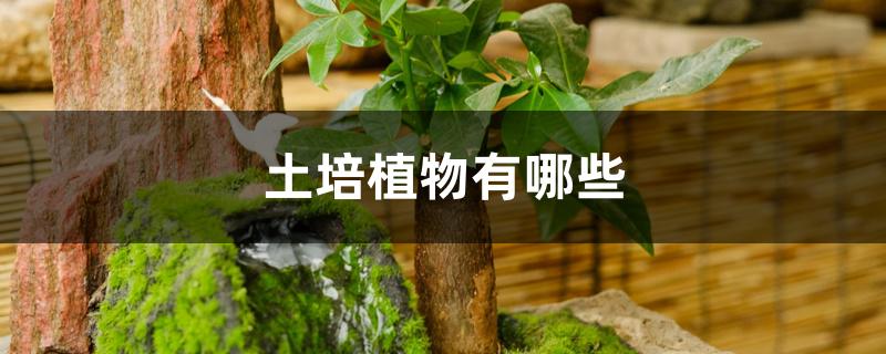 土培植物有哪些 土培植物有哪些