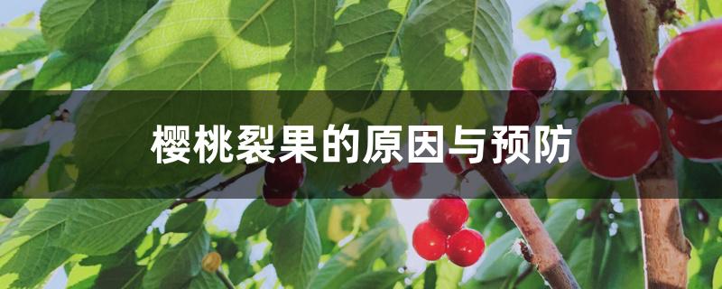 樱桃裂果的原因与预防 樱桃裂果的原因与预防