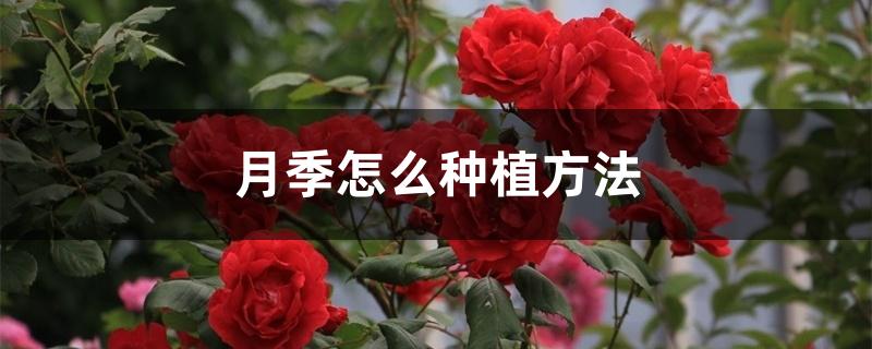 月季怎么种植方法