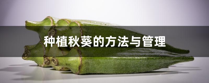 种植秋葵的方法与管理 种植秋葵的方法与管理
