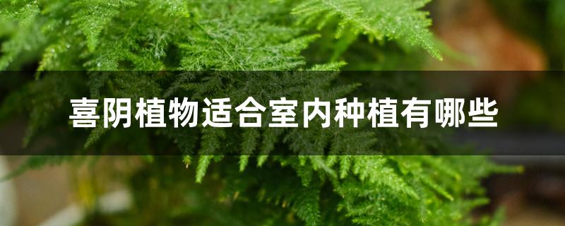 喜阴植物适合室内种植有哪些 喜阴植物适合室内种植有哪些