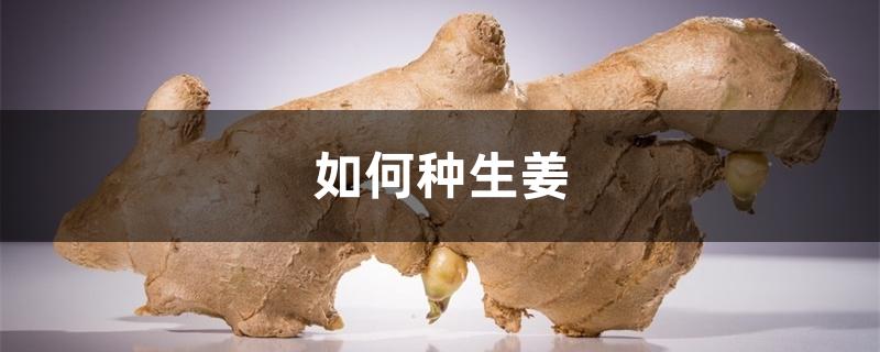 如何种生姜 如何种生姜