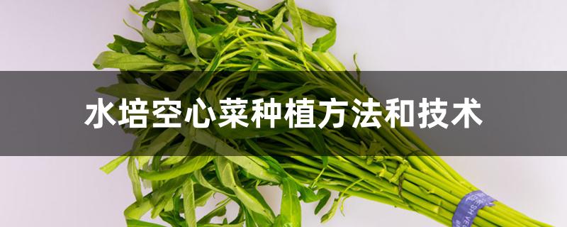 水培空心菜种植方法和技术 水培空心菜种植方法和技术
