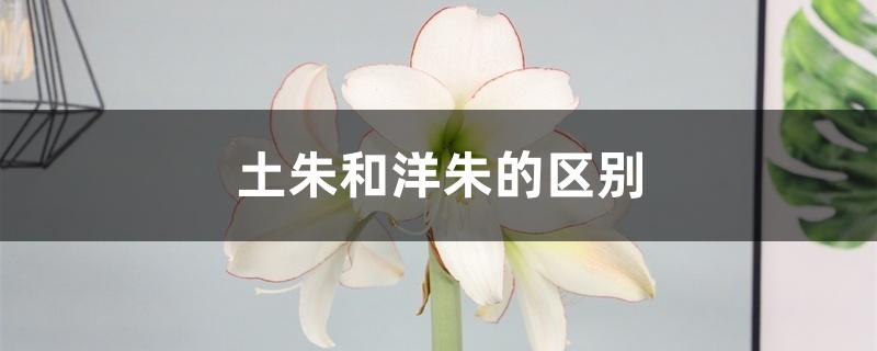土朱和洋朱的区别 土朱和洋朱的区别