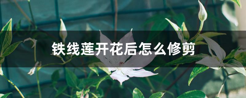 铁线莲开花后怎么修剪 铁线莲开花后怎么修剪