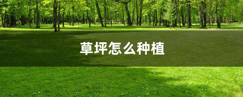 草坪怎么种植