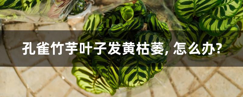 孔雀竹芋叶子发黄枯萎, 怎么办? 孔雀竹芋叶子发黄枯萎, 怎么办?