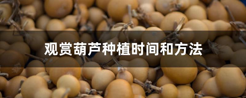 观赏葫芦种植时间和方法 观赏葫芦种植时间和方法