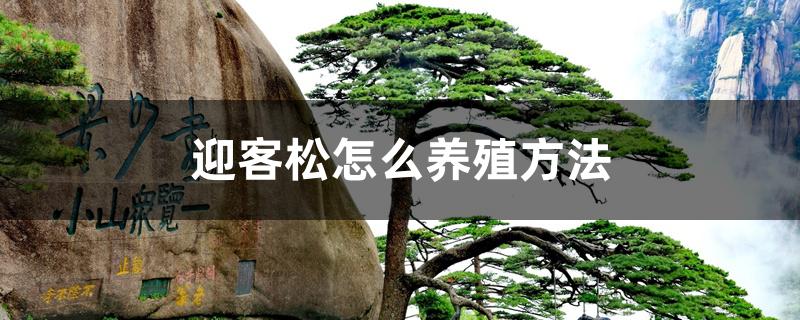 迎客松怎么养殖方法 迎客松怎么养殖方法