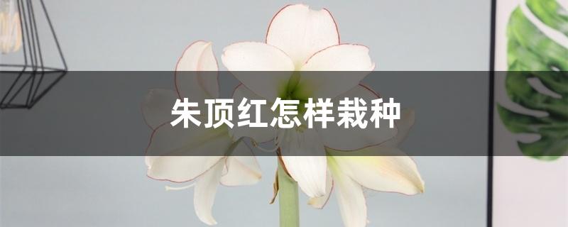 朱顶红怎样栽种 朱顶红怎样栽种