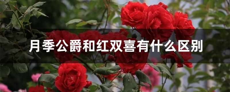 月季公爵和红双喜有什么区别 月季公爵和红双喜有什么区别