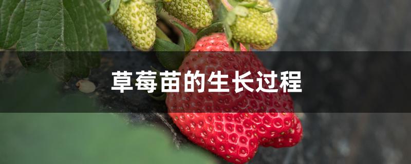 草莓苗的生长过程 草莓苗的生长过程