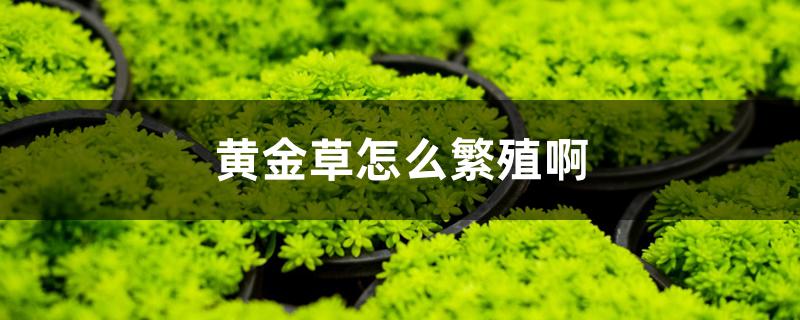 黄金草怎么繁殖啊 黄金草怎么繁殖啊