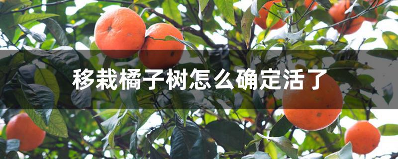 移栽橘子树怎么确定活了 移栽橘子树怎么确定活了