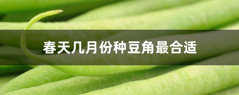春天几月份种豆角最合适 春天几月份种豆角最合适