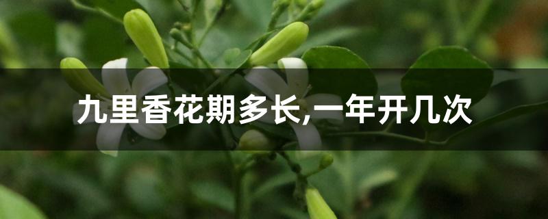 九里香花期多长,一年开几次 九里香花期多长,一年开几次