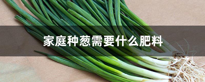 家庭种葱需要什么肥料 家庭种葱需要什么肥料