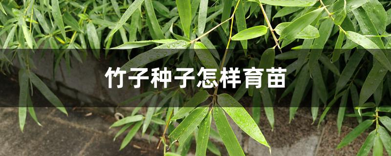 竹子种子怎样育苗 竹子种子怎样育苗