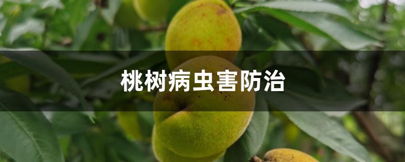 桃树病虫害防治 桃树病虫害防治