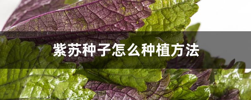 紫苏种子怎么种植方法 紫苏种子怎么种植方法