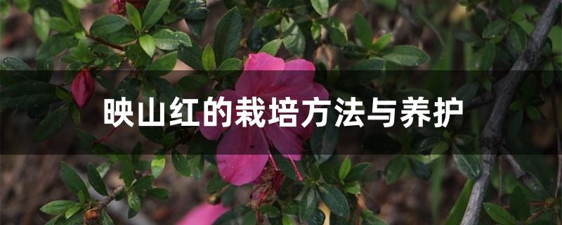 映山红的栽培方法与养护 映山红的栽培方法与养护