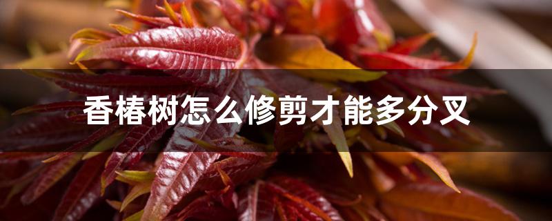 香椿树怎么修剪才能多分叉 香椿树怎么修剪才能多分叉
