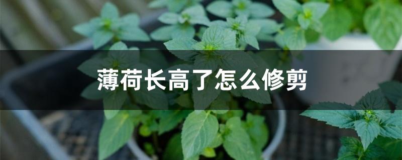 薄荷长高了怎么修剪 薄荷长高了怎么修剪