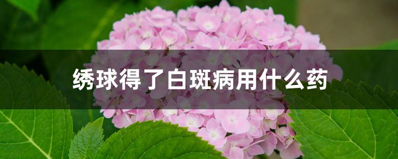 绣球得了白斑病用什么药 绣球得了白斑病用什么药