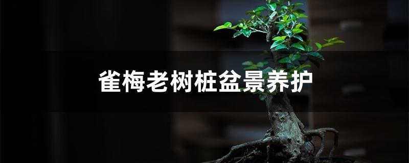 雀梅老树桩盆景养护 雀梅老树桩盆景养护