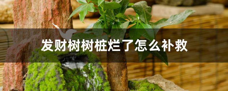 发财树树桩烂了怎么补救 发财树树桩烂了怎么补救
